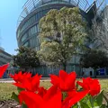 都立シンボルプロムナード公園　の写真_1134774