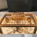 挽肉と米の写真_1142857