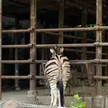 東山動物園の写真_1168593