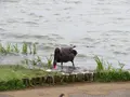 千波湖の写真_1177930