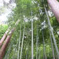 偕楽園の写真_1177947
