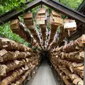 川越氷川神社の写真_1194431