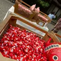 川越氷川神社の写真_1194433