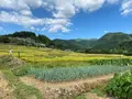 横瀬町の寺坂棚田の写真_1195372