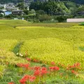 横瀬町の寺坂棚田の写真_1195373