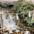川越氷川神社の写真_1217774