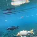 明神池名水公園の写真_1241347