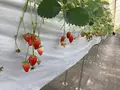 ナガシマファームの写真_1274893