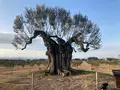 ナガシマファームの写真_1274894