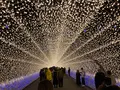 なばなの里の写真_1274895