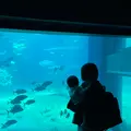 海遊館の写真_1297459