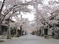 がいせん桜通りの写真_132321