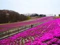 市貝町芝ざくら公園の写真_1323645