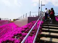 市貝町芝ざくら公園の写真_1323646