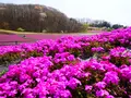 市貝町芝ざくら公園の写真_1323647