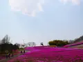 市貝町芝ざくら公園の写真_1323648