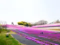 市貝町芝ざくら公園の写真_1323649