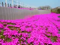市貝町芝ざくら公園の写真_1323650