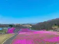 市貝町芝ざくら公園の写真_1323653