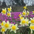 市貝町芝ざくら公園の写真_1323654