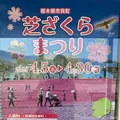 市貝町芝ざくら公園の写真_1323659