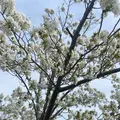 おの桜づつみ回廊の写真_1323783