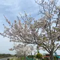 おの桜づつみ回廊の写真_1323784