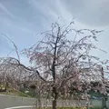 おの桜づつみ回廊の写真_1323785