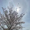 おの桜づつみ回廊の写真_1323786