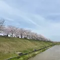 おの桜づつみ回廊の写真_1323789