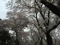 大宮公園の写真_132432