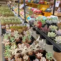 あしかがフラワーパークの写真_1330544