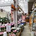 あしかがフラワーパークの写真_1330546