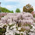 あしかがフラワーパークの写真_1330547