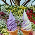 あしかがフラワーパークの写真_1330549