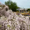あしかがフラワーパークの写真_1330551