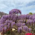 あしかがフラワーパークの写真_1330552