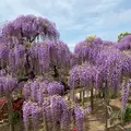 あしかがフラワーパークの写真_1330553