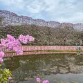あしかがフラワーパークの写真_1330556