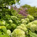 あしかがフラワーパークの写真_1330557