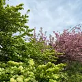 あしかがフラワーパークの写真_1330558