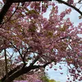 あしかがフラワーパークの写真_1330562