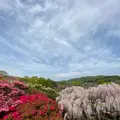 あしかがフラワーパークの写真_1330563