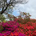 あしかがフラワーパークの写真_1330564
