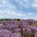 あしかがフラワーパークの写真_1330565