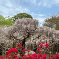 あしかがフラワーパークの写真_1330566