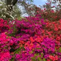 あしかがフラワーパークの写真_1330567