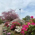 あしかがフラワーパークの写真_1330572