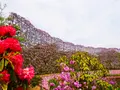 あしかがフラワーパークの写真_1330576