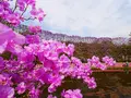あしかがフラワーパークの写真_1330577